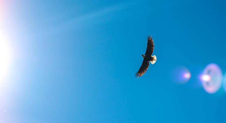 An eagle flying in the sky