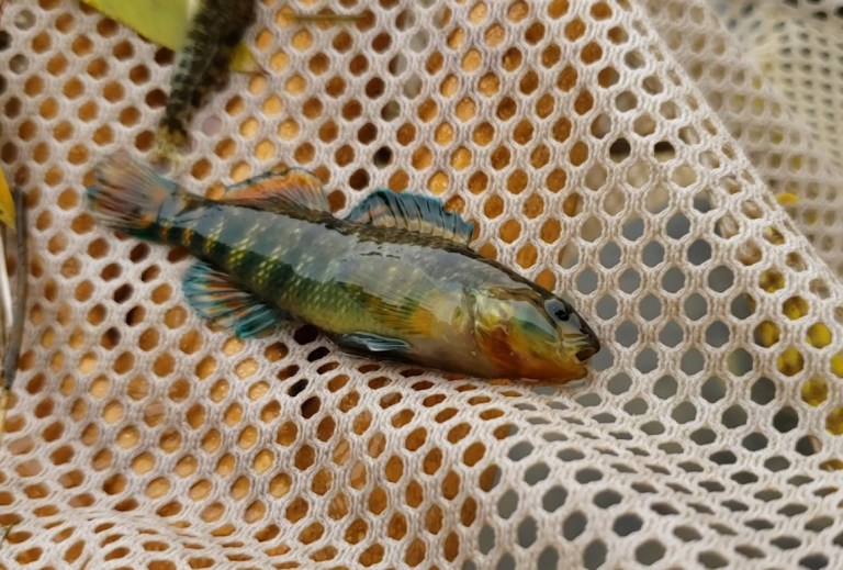 A male rainbow darter fish from the Grand River.