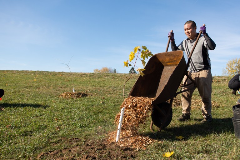 Man pours wood chips from a wheelbarrow on a newly-planted tree.