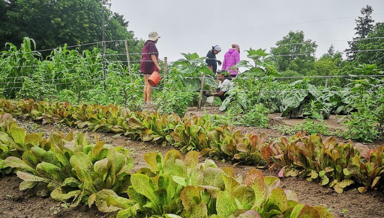 People work in a garden with rows of growing vegetables.