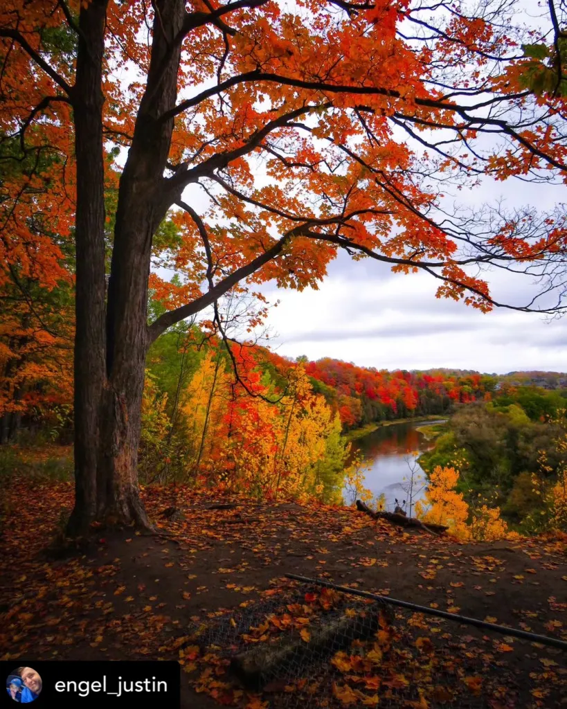 A scenic fall landscape showing tree and river.